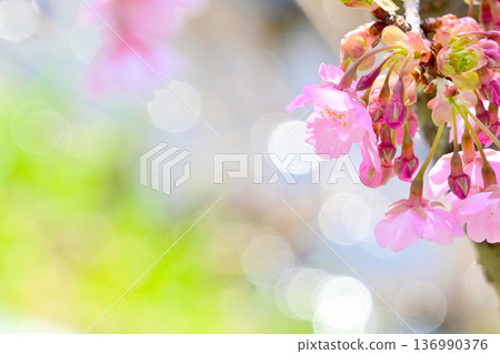 河津櫻花倒映在波光粼粼的水面上 136990376