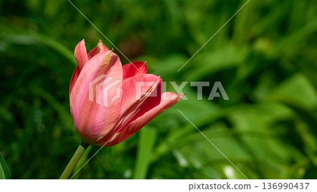 A delicate pink tulip head on a spring green lawn 136990437