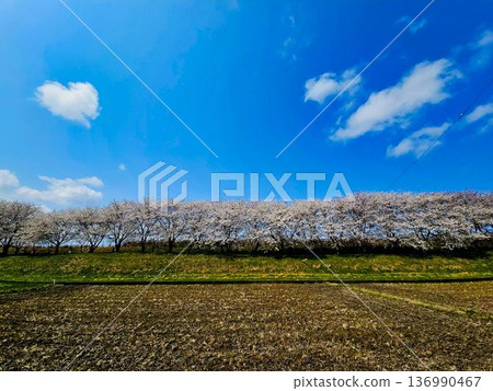 春天的藍天和櫻花盛開的風景 136990467