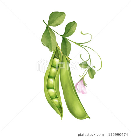 Green pea pods with leaves and pink flower illustration Green pea pods with leaves and pink flower illustration 136990474