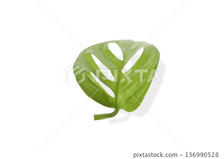 Green leaf with unique cutouts on a white background, isolated, PNG Green leaf with unique cutouts on a white background, isolated, PNG 136990528