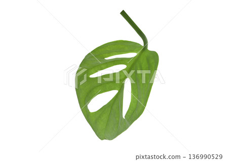 Bright green leaf with cutouts on white, isolated, PNG Bright green leaf with cutouts on white, isolated, PNG 136990529