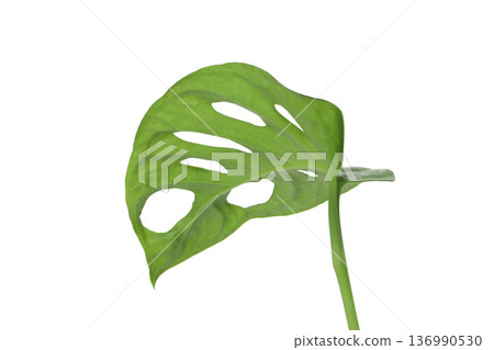 Single green leaf with cut patterns isolated on white, isolated, PNG Single green leaf with cut patterns isolated on white, isolated, PNG 136990530