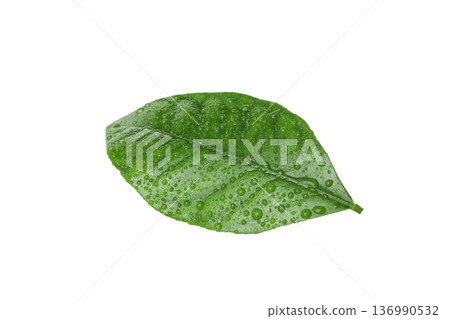 Leaf with water drops on white background, isolated, PNG Leaf with water drops on white background, isolated, PNG 136990532