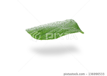 Green leaf with water droplets in sunlight, isolated, PNG Green leaf with water droplets in sunlight, isolated, PNG 136990533