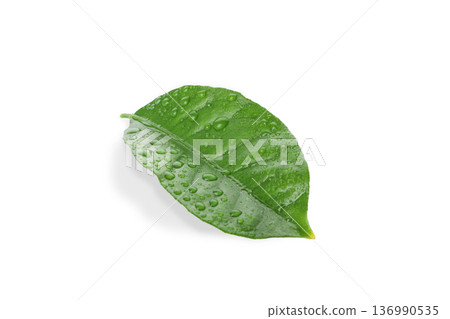 A green leaf with droplets on a white surface, isolated, PNG A green leaf with droplets on a white surface, isolated, PNG 136990535