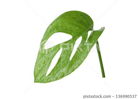 Fresh green leaves glisten with water droplets, isolated, PNG Fresh green leaves glisten with water droplets, isolated, PNG 136990537