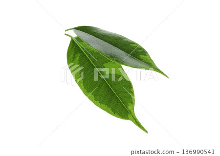 Green leaves on white create a calm scene, isolated, PNG Green leaves on white create a calm scene, isolated, PNG 136990541