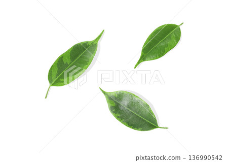 Three green leaves on a clean white background, isolated, PNG Three green leaves on a clean white background, isolated, PNG 136990542