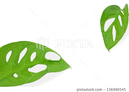 Green leaves with water drops, isolated, PNG Green leaves with water drops, isolated, PNG 136990545