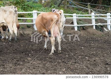 [Cow grazing] 136990578