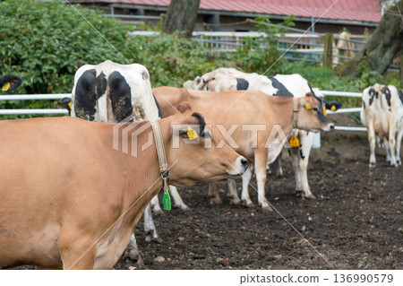 [Cow grazing] 136990579