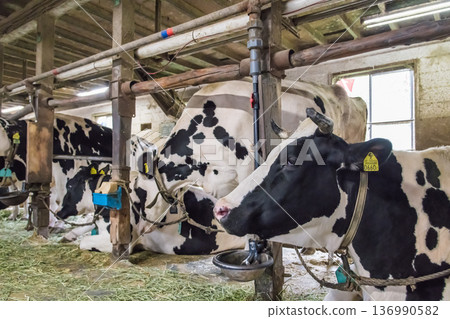 [Cow in the barn] 136990582