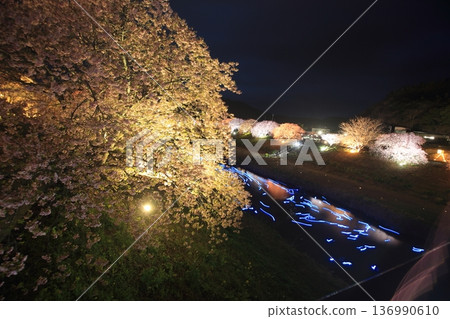 Illuminated cherry blossoms at night 136990610