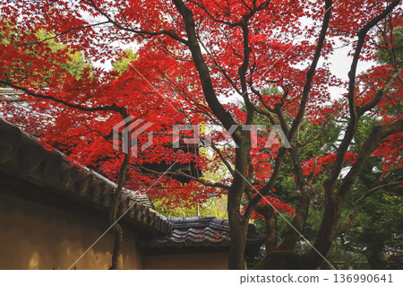 Nov 24 2025 Autumn Maple Leaves at Kyoto Daisen in Temple 136990641