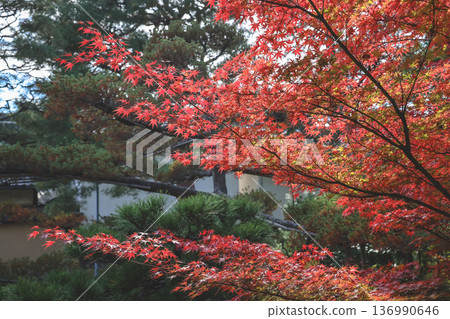 Nov 24 2025 Autumn Maple Leaves at Kyoto Daisen in Temple 136990646