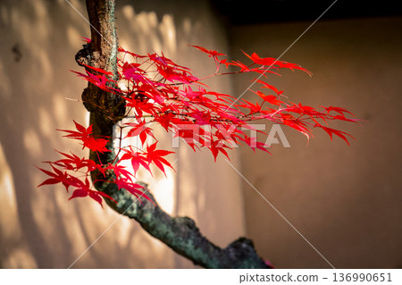 Nov 24 2025 Autumn Maple Leaves at Kyoto Daisen in Temple Nov 24 2025 Autumn Maple Leaves at Kyoto Daisen in Temple 136990651