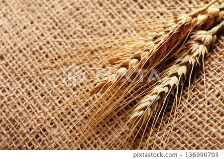 Wheat stalks placed on burlap fabric in a natural setting during daylight hours Wheat stalks placed on burlap fabric in a natural setting during daylight hours 136990703