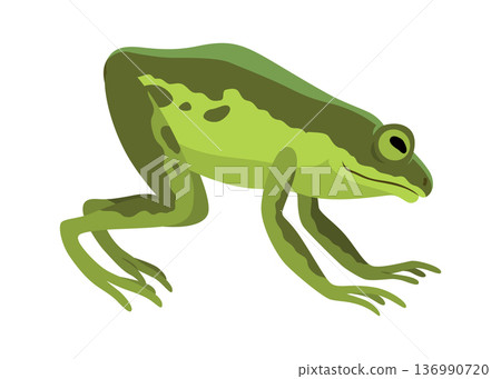 Frog jumping animation icon. Sequences or footage for motion design. Cartoon toad jumping, animal movement concept. Frog leap sequence, vector illustration Frog jumping animation icon. Sequences or footage for motion design. Cartoon toad jumping, animal movement concept. Frog leap sequence, vector illustration 136990720