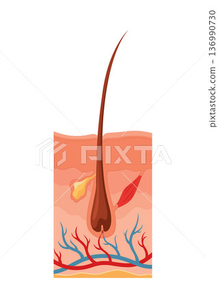 Hair growth cycle. Follicles phase. Catagen hair bulbs phase. Human hair follicle anatomy. Cross section of layers of the skin 136990730