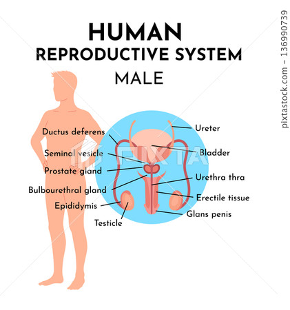 Male reproduction system structure diagram schematic vector illustration. Medical science educational illustration 136990739