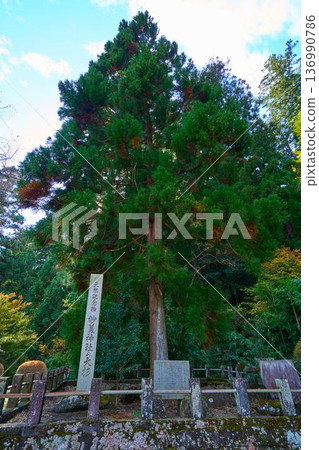 秋季群馬縣富岡市妙義神社大杉（後裔）的景色 136990786