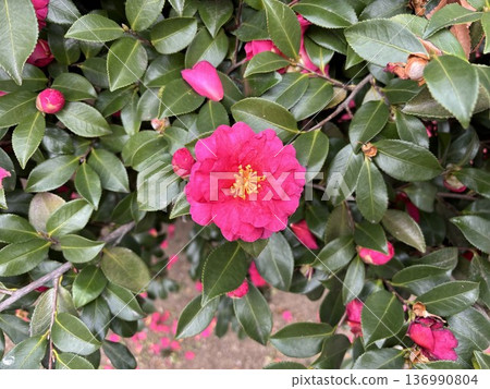 從秋天到冬季,花園和公園裡盛開著深粉紅色的山茶花,翠綠的葉子閃閃發光。 從秋天到冬季,花園和公園裡盛開著深粉紅色的山茶花,翠綠的葉子閃閃發光。 136990804