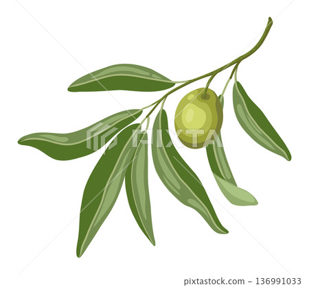 Branch with olive vector illustration of tree leaves for nature design. Green plant in cartoon style with botanical look. Great for Italian menu and Mediterranean cuisine template or organic graphic. Branch with olive vector illustration of tree leaves for nature design. Green plant in cartoon style with botanical look. Great for Italian menu and Mediterranean cuisine template or organic graphic. 136991033