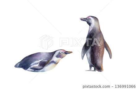 African Jackass Penguin (Spheniscus Demersus)set Endangered Spectacled Bird of South African and Namibian Coastlines.Hand drawn isolated watercolor illustration,call to preserve an endangered species African Jackass Penguin (Spheniscus Demersus)set Endangered Spectacled Bird of South African and Namibian Coastlines.Hand drawn isolated watercolor illustration,call to preserve an endangered species 136991066