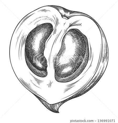 Lucuma cut fruit sketch, vector engraved hand drawn ripe berry, half eggfruit, organic dessert, farm harvest superfood 136991071