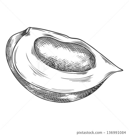Lucuma cut fruit sketch, vector engraved hand drawn ripe berry slice, eggfruit, juicy organic dessert, harvest superfood 136991084