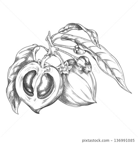 Lucuma branch with fruits and leaves sketch, vector engraved hand drawn ripe berries, eggfruit, farm harvest superfood Lucuma branch with fruits and leaves sketch, vector engraved hand drawn ripe berries, eggfruit, farm harvest superfood 136991085