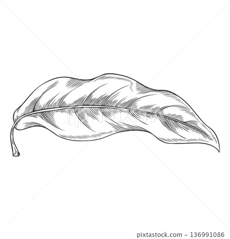 Lucuma tree leaf falling vector sketch, engraved hand drawn essential herb, medicinal aroma plant, ayurvedic foliage Lucuma tree leaf falling vector sketch, engraved hand drawn essential herb, medicinal aroma plant, ayurvedic foliage 136991086