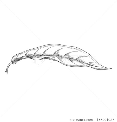 Lucuma tree leaf falling vector engraved sketch, essential herb, medicinal aroma plant, ayurvedic foliage Lucuma tree leaf falling vector engraved sketch, essential herb, medicinal aroma plant, ayurvedic foliage 136991087