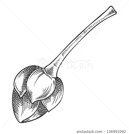 Lucuma tree stem with seed sketch, vector engraved hand drawn not ripe berry, eggfruit, farm plant, superfood 136991092