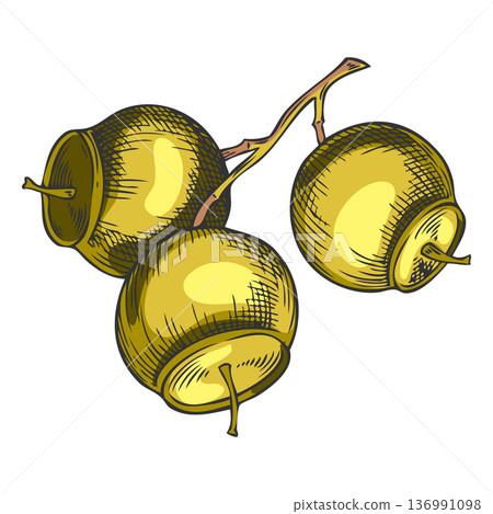 Sandalwood tree bunch of seeds sketch, vector hand drawn essential herb grains, medicinal plant, cosmetics ingredient 136991098