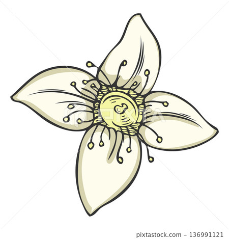 Sandalwood tree flower sketch, vector hand drawn white blossom essential herb, aroma plant, organic cosmetics ingredient Sandalwood tree flower sketch, vector hand drawn white blossom essential herb, aroma plant, organic cosmetics ingredient 136991121