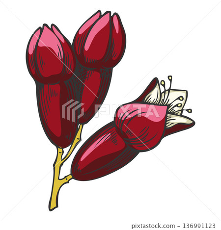 A flowering branch of sandalwood with flower buds, hand-drawn watercolor sketch. A flowering branch of sandalwood with flower buds, hand-drawn watercolor sketch. 136991123