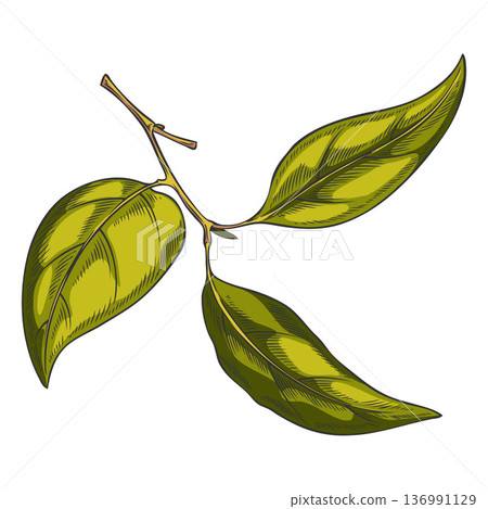 Sandalwood leaves on a branch, hand-drawn watercolor sketch. Sandalwood leaves on a branch, hand-drawn watercolor sketch. 136991129