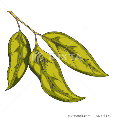 Sandalwood tree twig with green leaves sketch, vector hand drawn essential herb foliage, medicinal aroma plant Sandalwood tree twig with green leaves sketch, vector hand drawn essential herb foliage, medicinal aroma plant 136991130