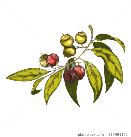 Watercolor sketch of a sandalwood branch with green leaves and berries. Watercolor sketch of a sandalwood branch with green leaves and berries. 136991131