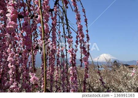 梅花和富士山映襯著春天蔚藍的天空 136991163