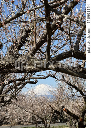 梅花和富士山映襯著春天蔚藍的天空 136991164
