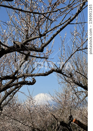 梅花和富士山映襯著春天蔚藍的天空 136991165