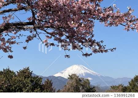 春天盛開的櫻花和白雪皚皚的富士山映襯著藍天 136991268