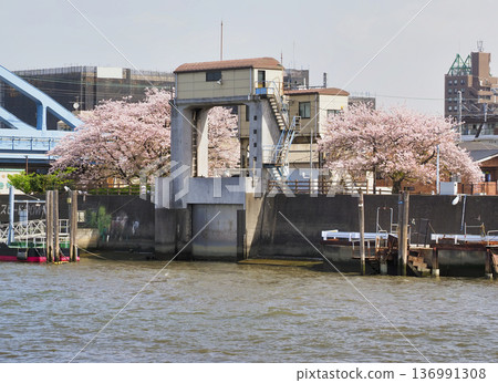 堺川西水閘與櫻花 堺川西水閘與櫻花 136991308