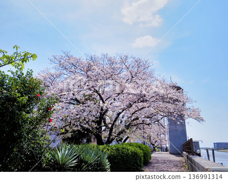 堺川西水閘與櫻花 136991314