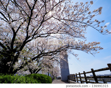 堺川西水閘與櫻花 136991315