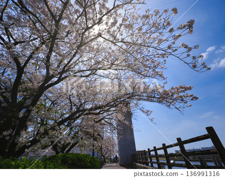 堺川西水閘與櫻花 136991316