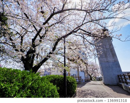堺川西水閘與櫻花 136991318